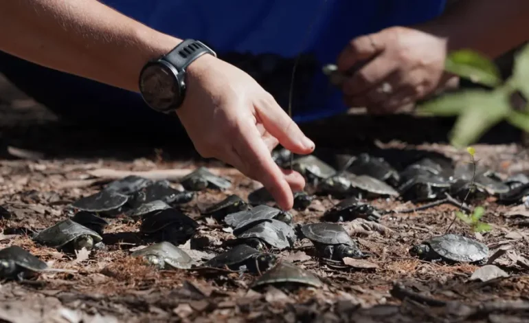Hundreds of Amazonian turtles released into the wild
