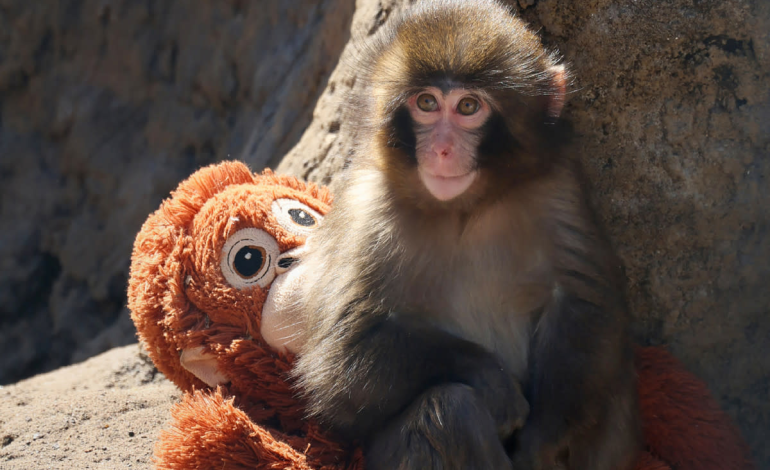 Punch the monkey becomes a viral internet star