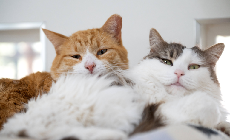 Police investigate case of cat cruelty in Hoarafushi