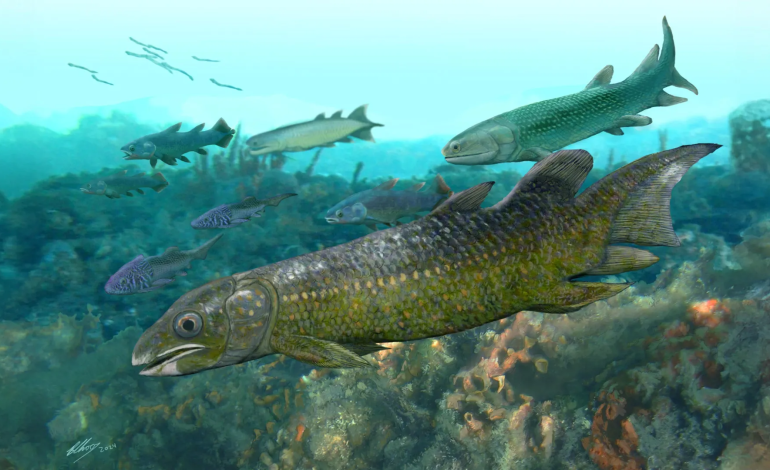 400 million year old fish fossils reveal how life began moving onto land